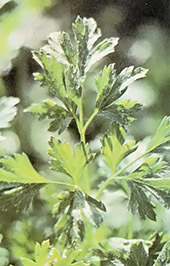 Wintertime freezes will help break the dormancy of flat-leaved parsley's seeds and the lively flavored little green will produce an early crop come the following spring.